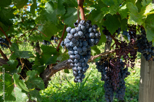 Wallpaper Mural Vineyards near St. Emilion town, production of red Bordeaux wine, Merlot or Cabernet Sauvignon grapes on cru class vineyards in Saint-Emilion wine making region, France, Bordeaux Torontodigital.ca