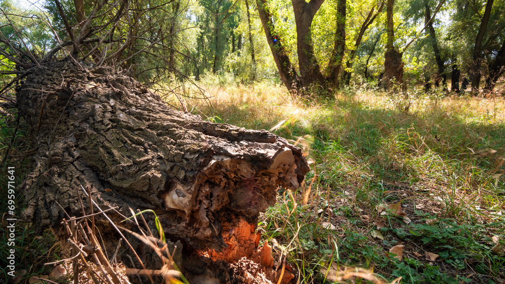 summer landscape of forest with old fallen trees and grass, close view, shadows from the bright sunlight move across the glade, beautiful nature