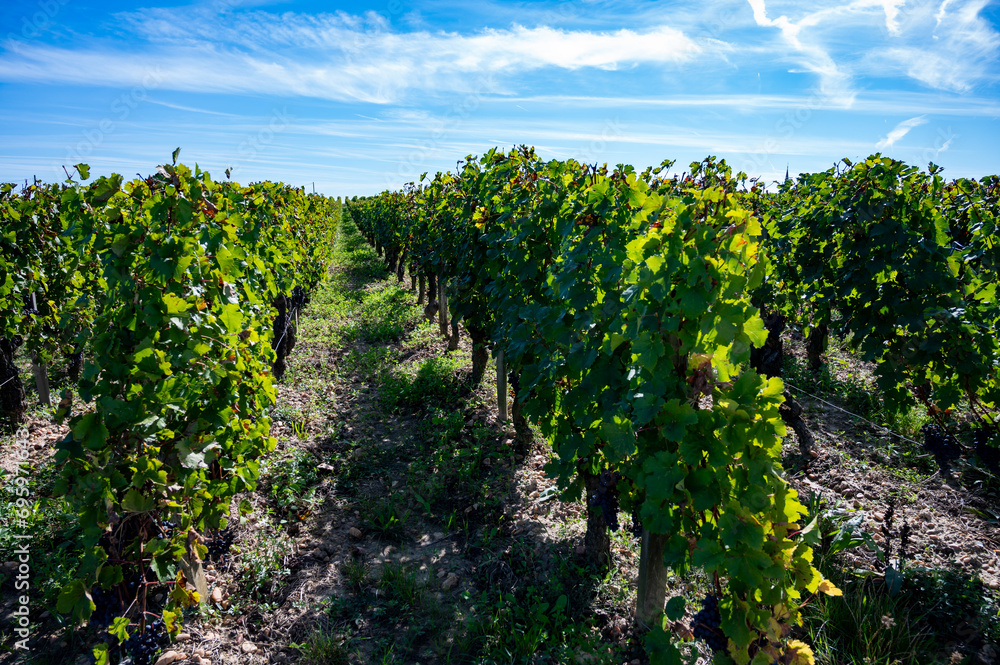 Naklejka premium View on Pomerol village, production of red Bordeaux wine, Merlot or Cabernet Sauvignon red wine grapes on cru class vineyards in Pomerol, Saint-Emilion wine making region, France, Bordeaux