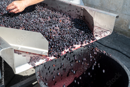 Sorting line, harvest works in Saint-Emilion wine making region on right bank of Bordeaux, picking, sorting with hands and crushing Merlot or Cabernet Sauvignon red wine grapes, France photo