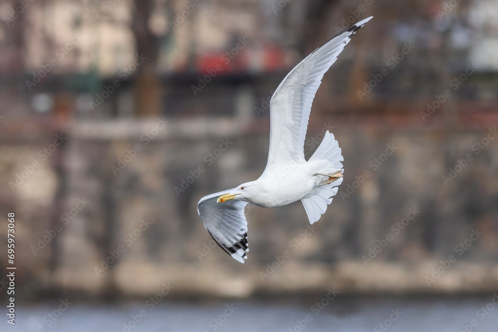 A large white Caspian gull with yellow beak flying over the river. Winter time in the Czech capital city, Prague. Colorful blurry background.