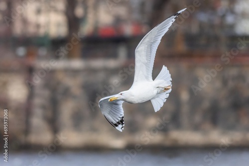 Obraz na płótnie A large white Caspian gull with yellow beak flying over the river. Winter time in the Czech capital city, Prague. Colorful blurry background. w salonie