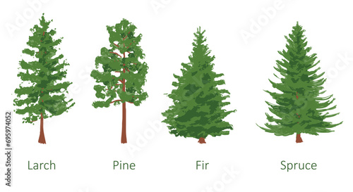 coniferous trees set, larch, pine, fir, spruce, color vector illustration isolated on white photo