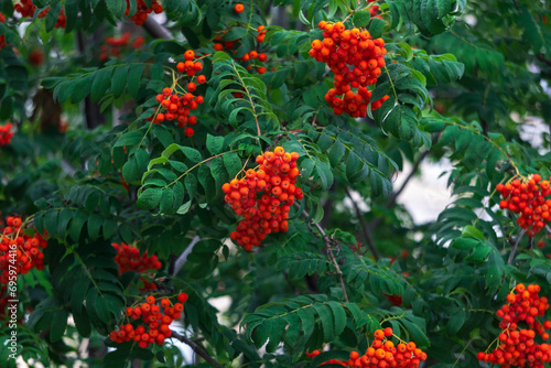 Rowan berry growing in clusters on the branches of a rowan tree. Selective focus