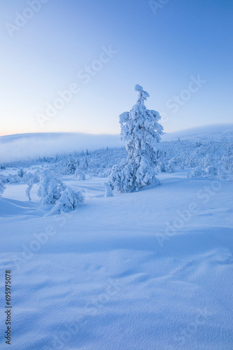 Winter landscape in Pallas Yllastunturi National Park  Lapland  Finland