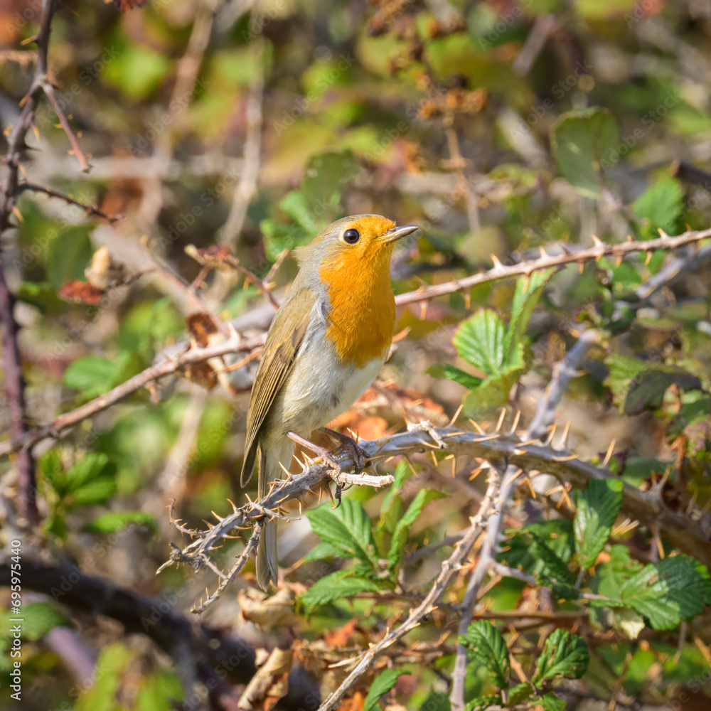 A European Robin sitting on a bush A European Robin sitting on a bush