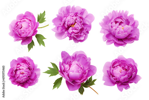 Isolated purple glorious peonie flowers on white © D85studio