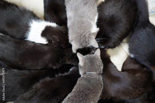 Canvas Print A lot of black and gray cats