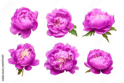 Set of purple glorious peonie flowers