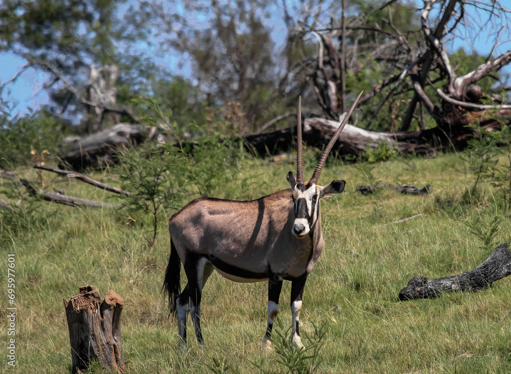 Female oryx antelope is typical representative of the fauna of Africa. Female oryx antelope is typical representative of the fauna of Africa.