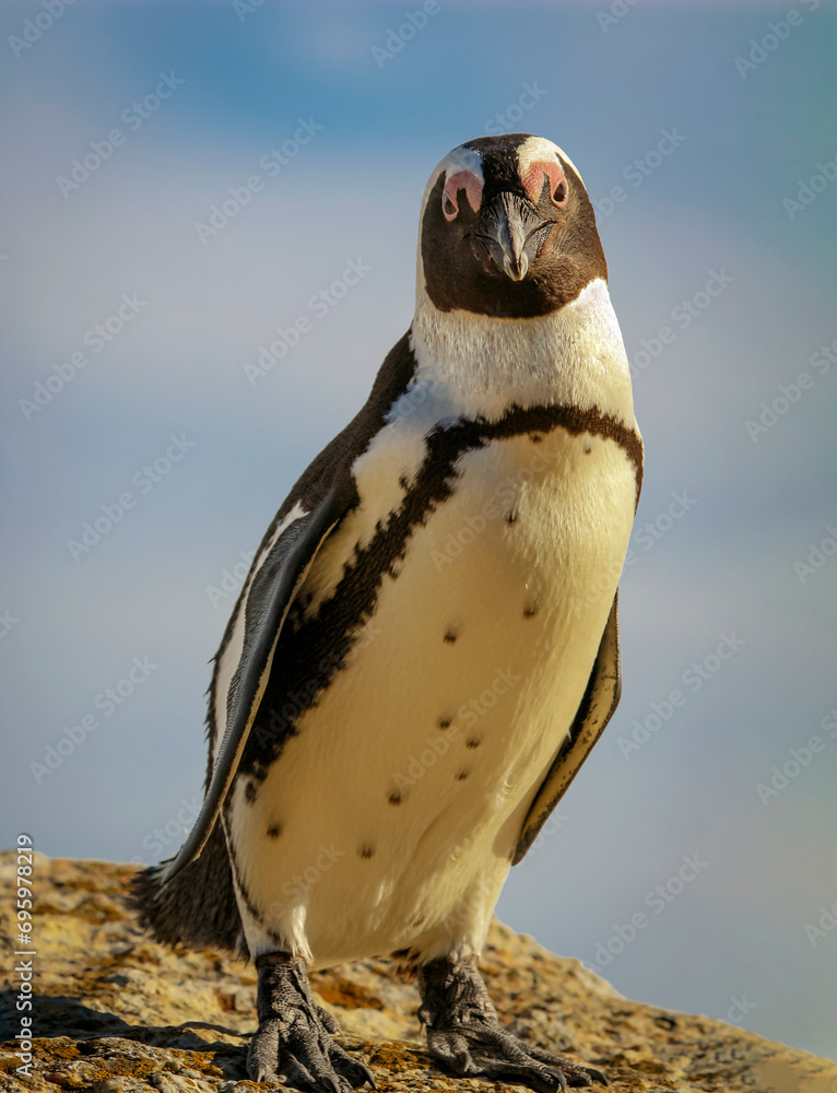 Obraz premium African spectacled Penguin poses on coastal rock against the background of the ocean.