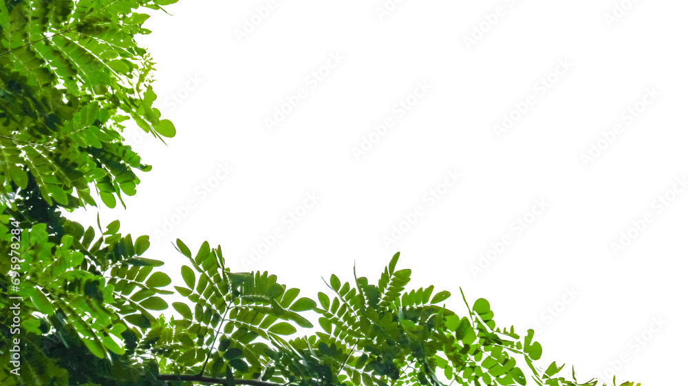 Isolated green tree top leaves with clipping paths Isolated green tree top leaves with clipping paths