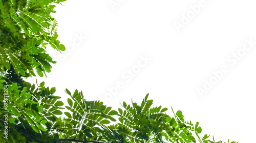 Isolated green tree top leaves with clipping paths