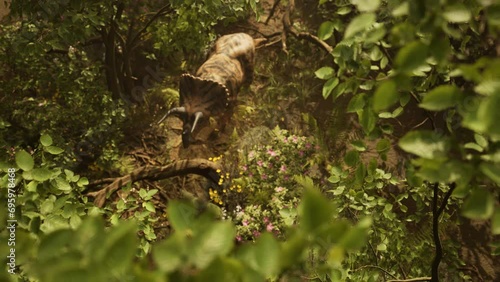 Triceratops Dinosaur Walking In A Lush Forest