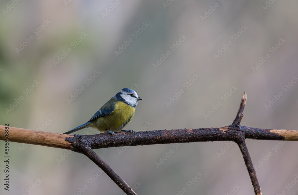 Fototapeta premium Blue tit, Parus caeruleus, single bird on branch
