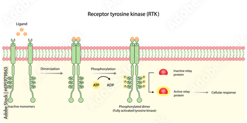 Tyrosine kinase receptor. Dimerization, phosphorylation, activation and cellular response. Cell membrane receptors for ligands as growth factors and cytokines binding. Insulin receptor. vector design