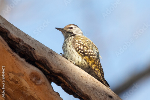 Female Cardinal Woodpecker (Dendropicos fuscescens) perched in tree, Limpopo, South Africa
