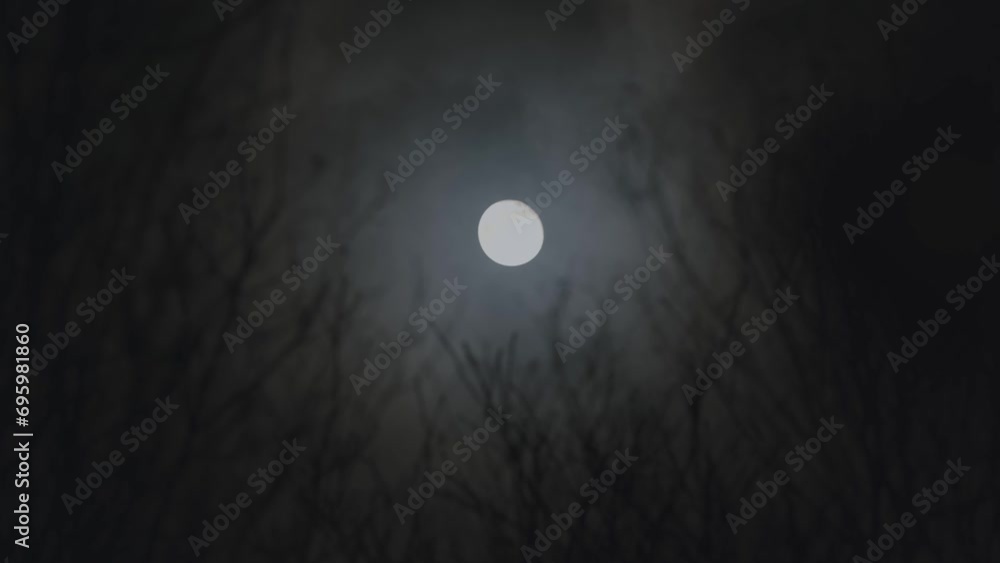 Full moon through the bare branches of trees in the forest, moonlight at night. Full moon through the bare branches of trees in the forest, moonlight at night.