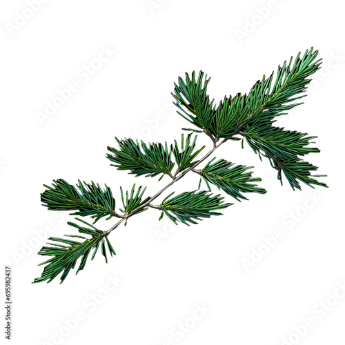 Green Christmas pine twig isolated on transparent background