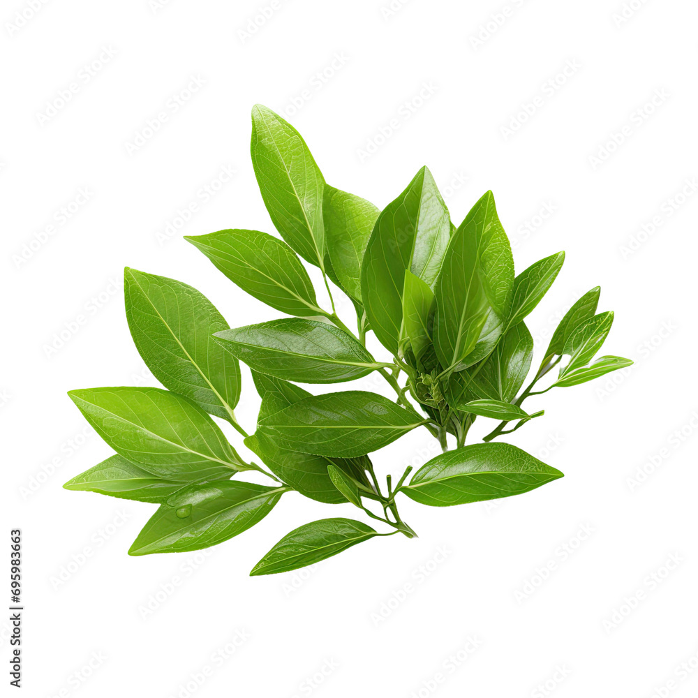 Green tea leaves on transparent background Green tea leaves on transparent background