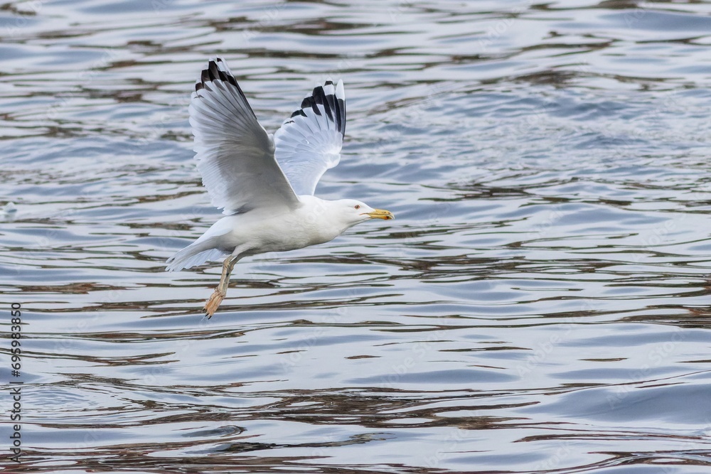 A large white Caspian gull with yellow beak flying over the river. Winter time in the Czech capital city, Prague.