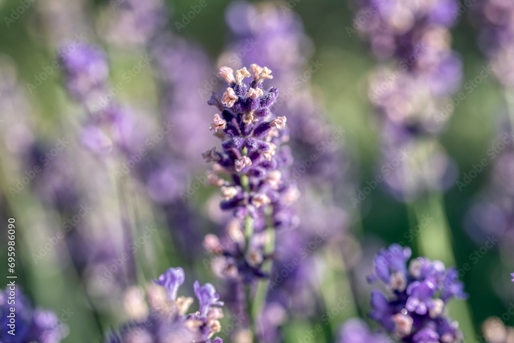 Obraz premium Selective focus on purple lavender flowers