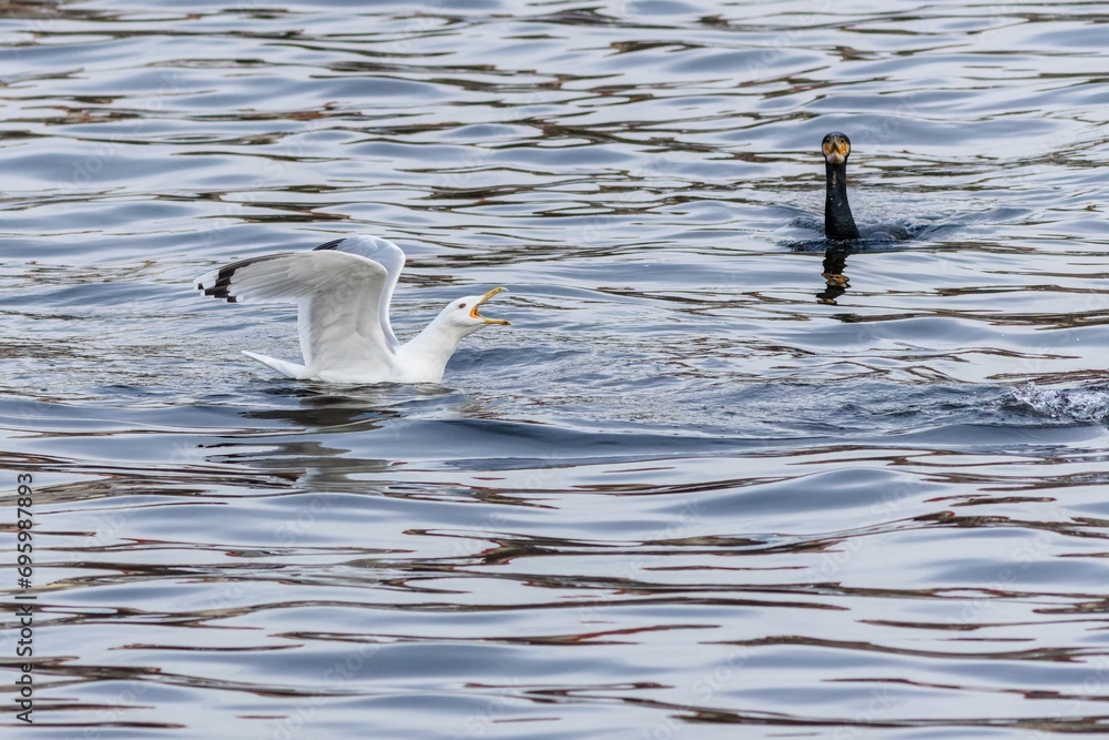 A shouting large white Caspian gull swimming close to the black great cormorant. A winter time at the river.