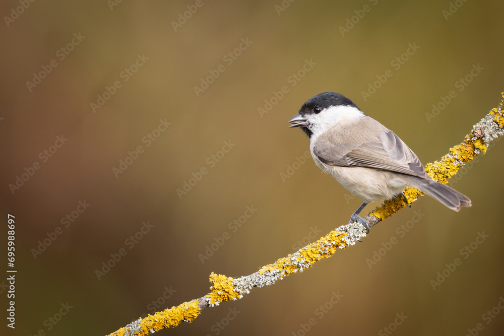 Bird - Marsh tit Poecile palustris perched on branch, winter time Poland Europe Bird - Marsh tit Poecile palustris perched on branch, winter time Poland Europe