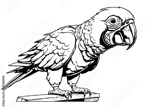 parrot black & White