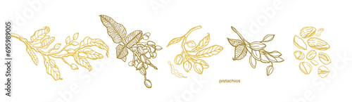 Vector hand drawn pistachio tree branch set with leaves and nuts. Botanical drawing. Vintage style. Nuts and seeds collection.	