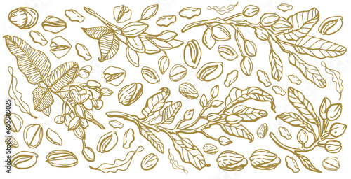 Vector hand drawn pistachio tree branch set with leaves and nuts. Botanical drawing. Vintage style. Nuts and seeds collection.	