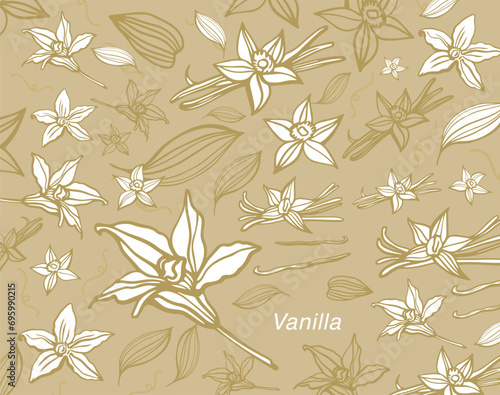 Isolated vector set of vanilla. Vanilla sticks, vanilla flower and pods. Aroma, food. Hand drawn. Vector hand drawn illustration of orchid Flower and pods on isolated background.