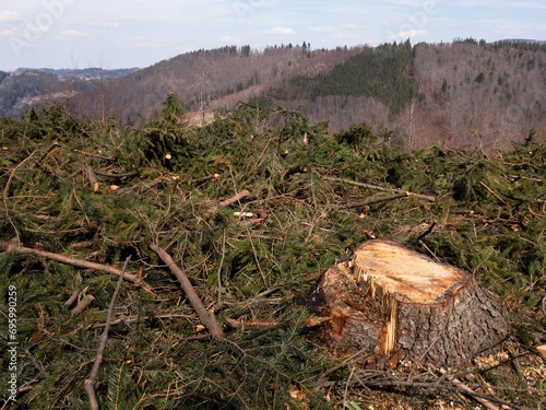 Stump and fallen trees after extensive logging in Moravskoslezske Beskydy Mountains in Czech photo