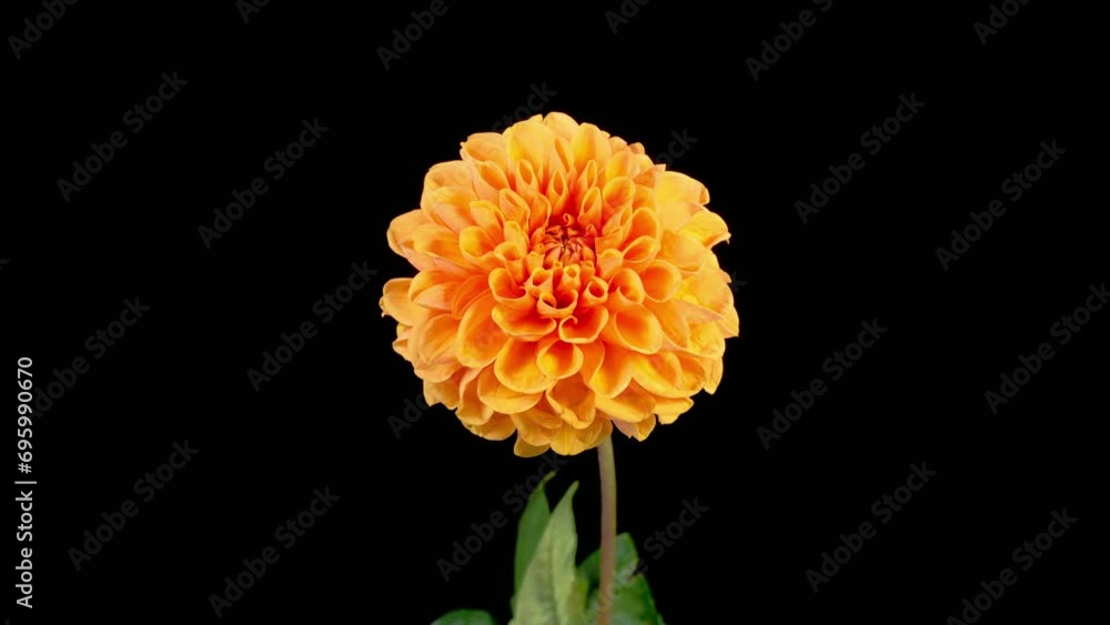 Dahlia Blossoms. Time Lapse of Opening and Withering Beautiful Orange Dahlia Flower on Black Background. 4K. Dahlia Blossoms. Time Lapse of Opening and Withering Beautiful Orange Dahlia Flower on Black Background. 4K.