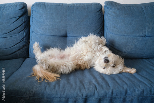 white dog sitting on sofa