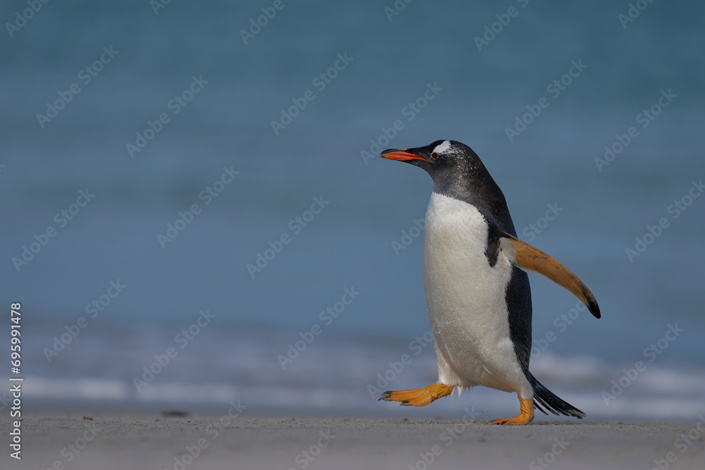 Naklejka premium Gentoo Penguin (Pygoscelis papua) emerging from the sea onto a large sandy beach on Bleaker Island in the Falkland Islands.