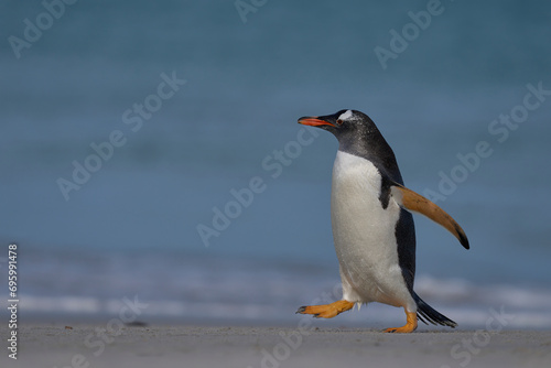 Gentoo Penguin  Pygoscelis papua  emerging from the sea onto a large sandy beach on Bleaker Island in the Falkland Islands.