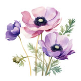 Pink and Purple Anemone Flowers Botanical Bouquet Watercolor Painting Illustration