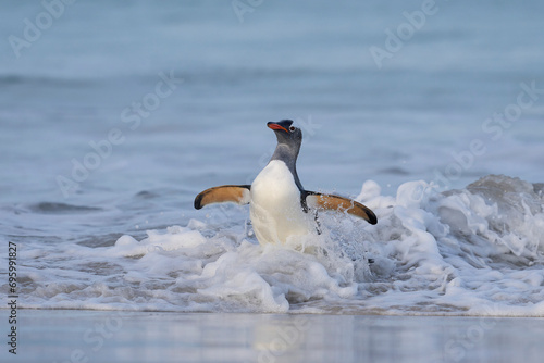 Gentoo Penguin  Pygoscelis papua  emerging from the sea onto a large sandy beach on Bleaker Island in the Falkland Islands.