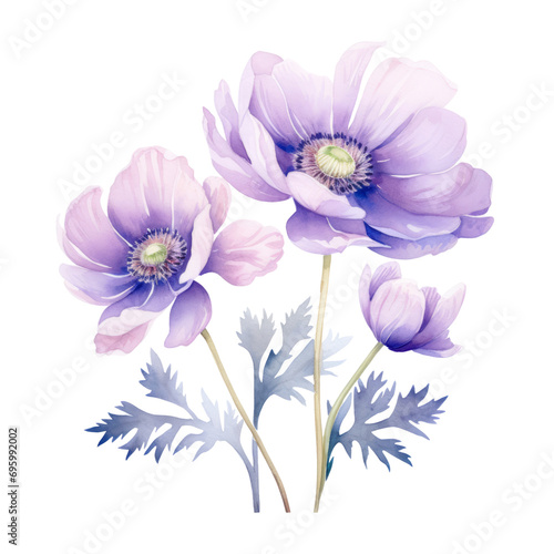 Beautiful Light Purple Anemone Flower Botanical Watercolor Painting Illustration