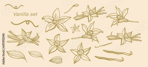 Isolated vector set of vanilla. Vanilla sticks, vanilla flower and pods. Aroma, food. Hand drawn. Vector hand drawn illustration of orchid Flower and pods on isolated background.