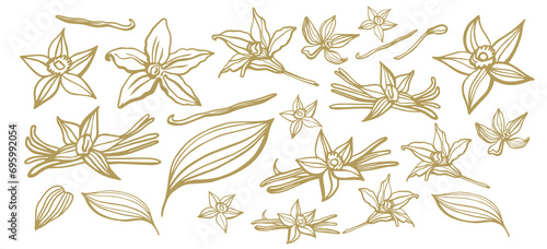 Isolated vector set of vanilla. Vanilla sticks, vanilla flower and pods. Aroma, food. Hand drawn. Vector hand drawn illustration of orchid Flower and pods on isolated background. photo