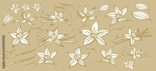 Isolated vector set of vanilla. Vanilla sticks, vanilla flower and pods. Aroma, food. Hand drawn. Vector hand drawn illustration of orchid Flower and pods on isolated background.