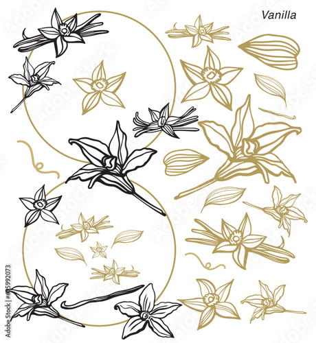 Isolated vector set of vanilla. Vanilla sticks, vanilla flower and pods. Aroma, food. Hand drawn. Vector hand drawn illustration of orchid Flower and pods on isolated background.