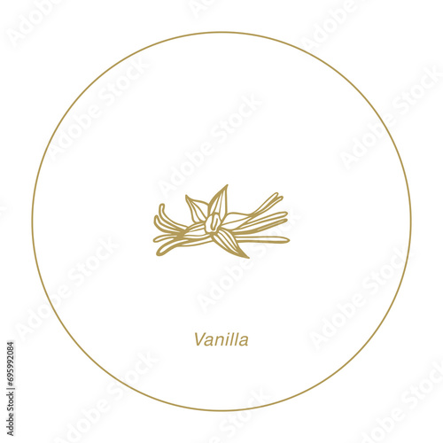 Isolated vector set of vanilla. Vanilla sticks, vanilla flower and pods. Aroma, food. Hand drawn. Vector hand drawn illustration of orchid Flower and pods on isolated background.