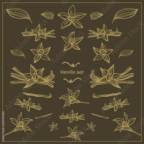 Isolated vector set of vanilla. Vanilla sticks, vanilla flower and pods. Aroma, food. Hand drawn. Vector hand drawn illustration of orchid Flower and pods on isolated background.