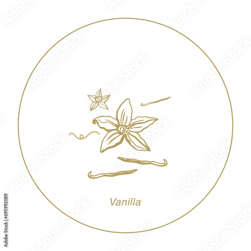 Isolated vector set of vanilla. Vanilla sticks, vanilla flower and pods. Aroma, food. Hand drawn. Vector hand drawn illustration of orchid Flower and pods on isolated background.
