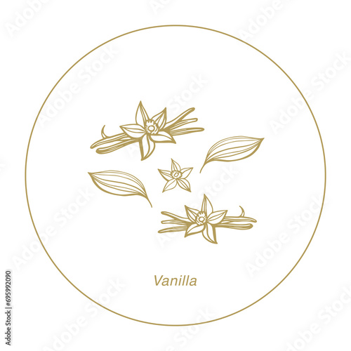 Isolated vector set of vanilla. Vanilla sticks, vanilla flower and pods. Aroma, food. Hand drawn. Vector hand drawn illustration of orchid Flower and pods on isolated background.