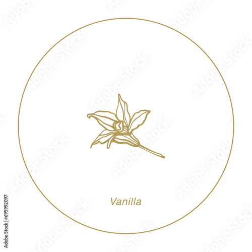 Isolated vector set of vanilla. Vanilla sticks, vanilla flower and pods. Aroma, food. Hand drawn. Vector hand drawn illustration of orchid Flower and pods on isolated background.
