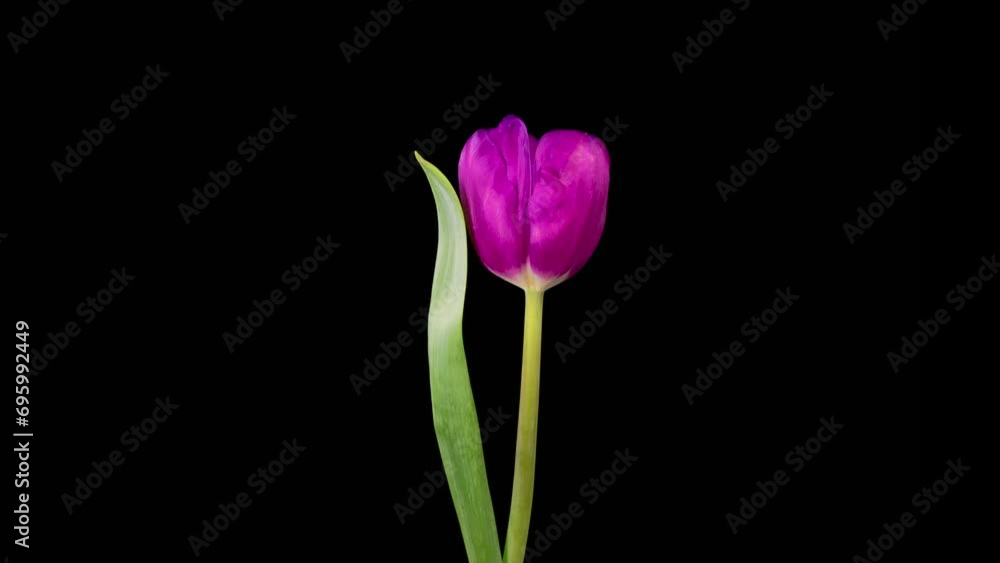 Tulip Blossoms. Beautiful Timelapse of Opening and Withering Beautiful Violet Tulip Flower on Black Background. 4K. Tulip Blossoms. Beautiful Timelapse of Opening and Withering Beautiful Violet Tulip Flower on Black Background. 4K.